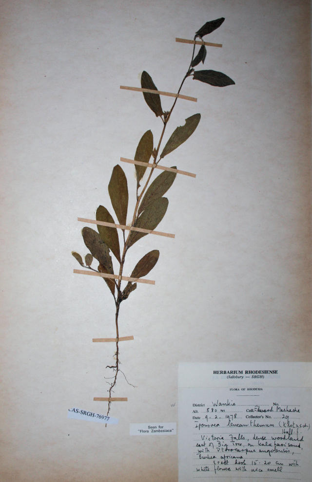 Ipomoea leucanthemum