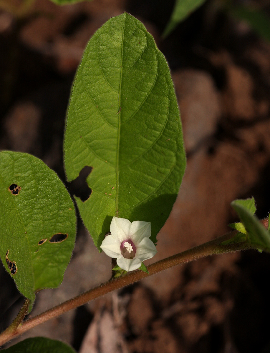 Ipomoea leucanthemum