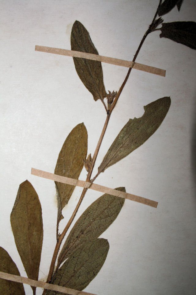 Ipomoea leucanthemum