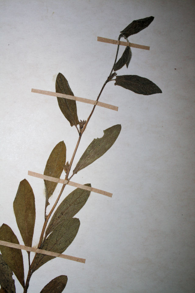 Ipomoea leucanthemum