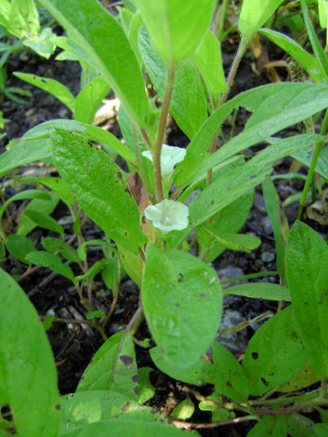 Ipomoea leucanthemum