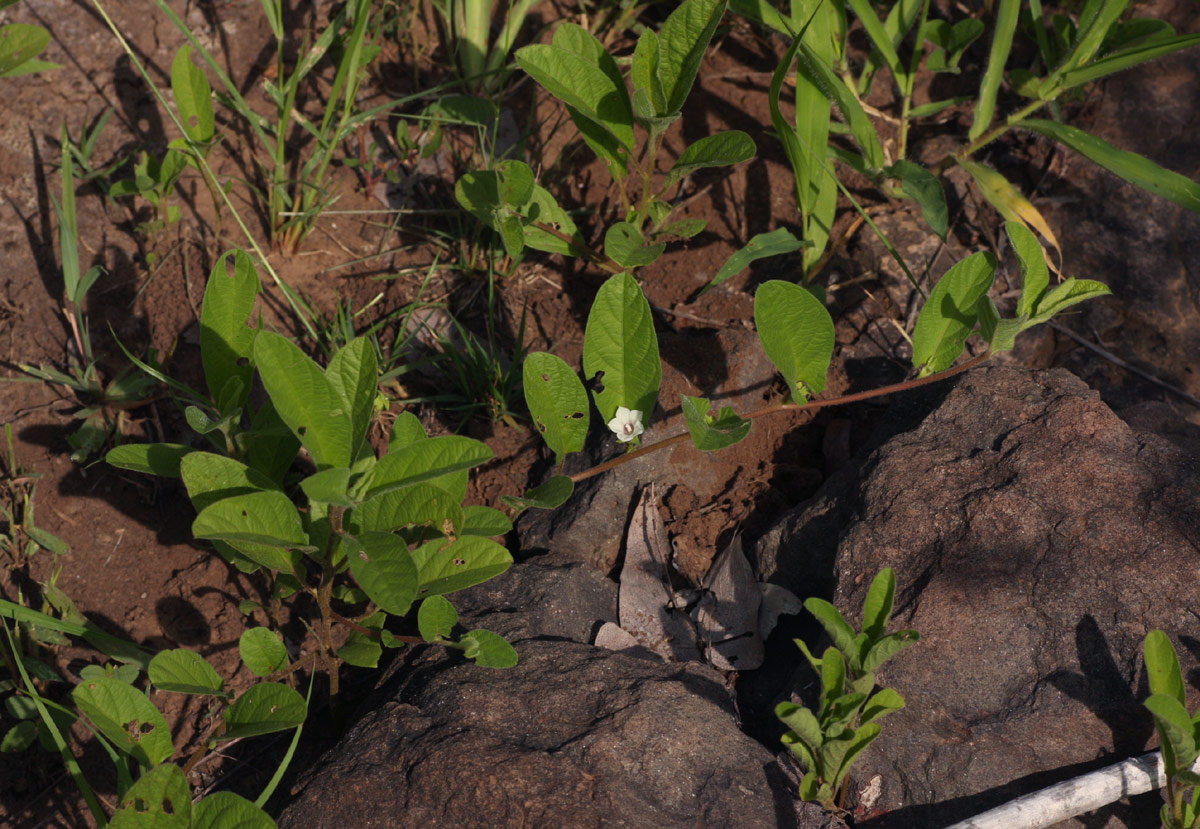 Ipomoea leucanthemum