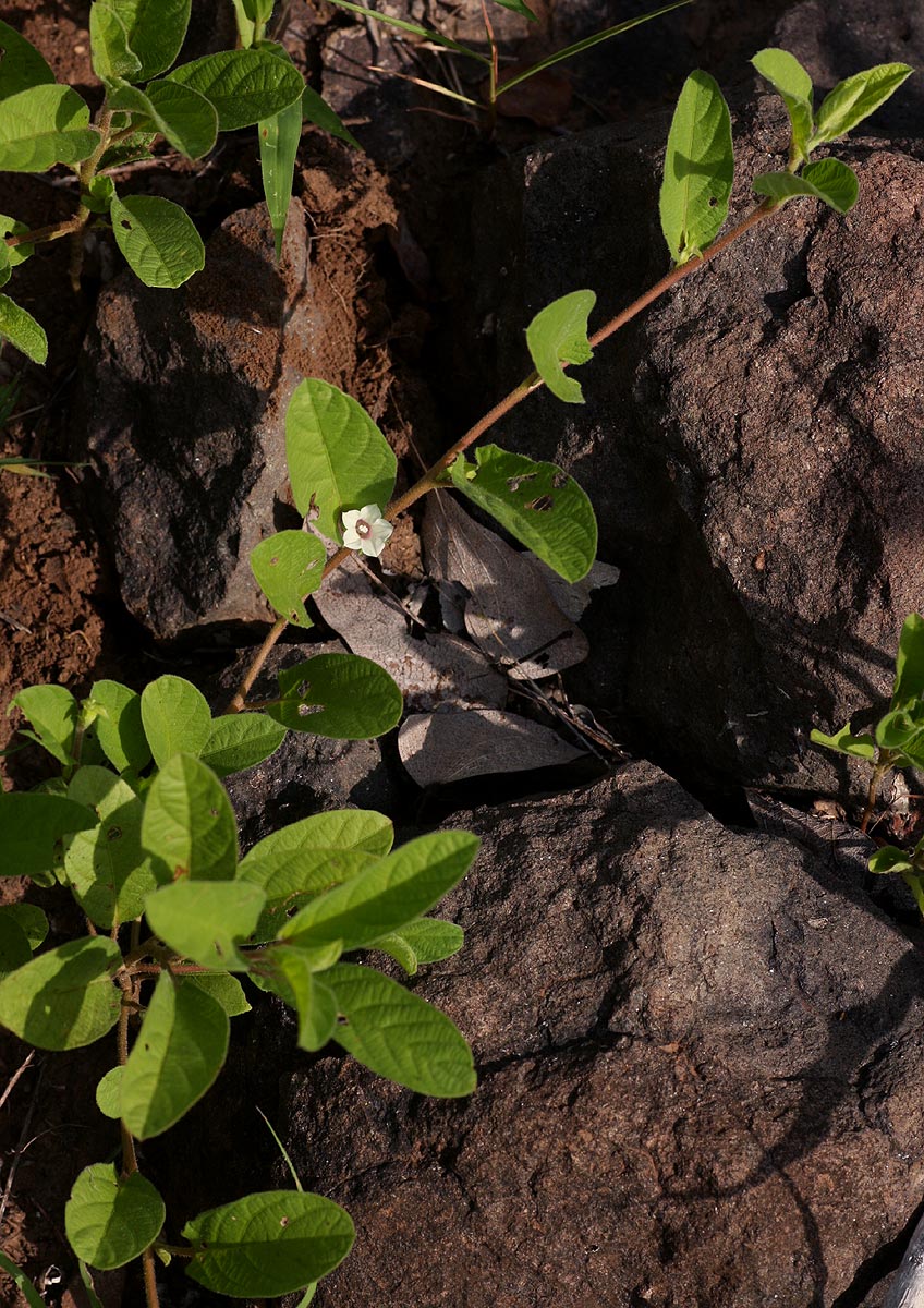 Ipomoea leucanthemum