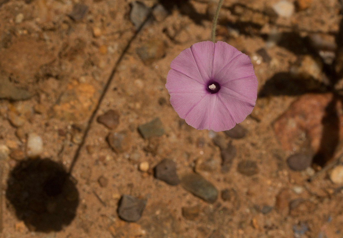 Ipomoea magnusiana Ipomoea magnusiana