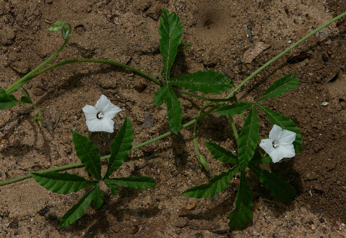Ipomoea magnusiana
