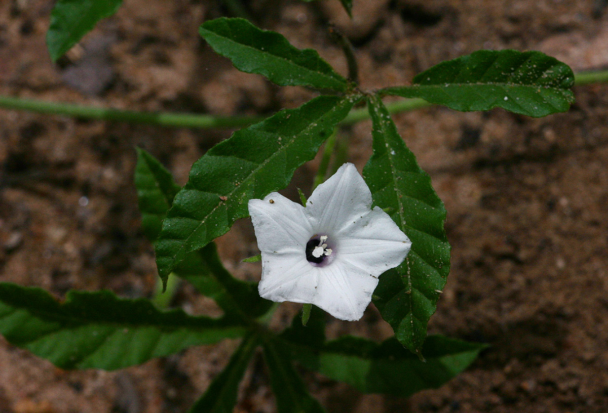 Ipomoea magnusiana