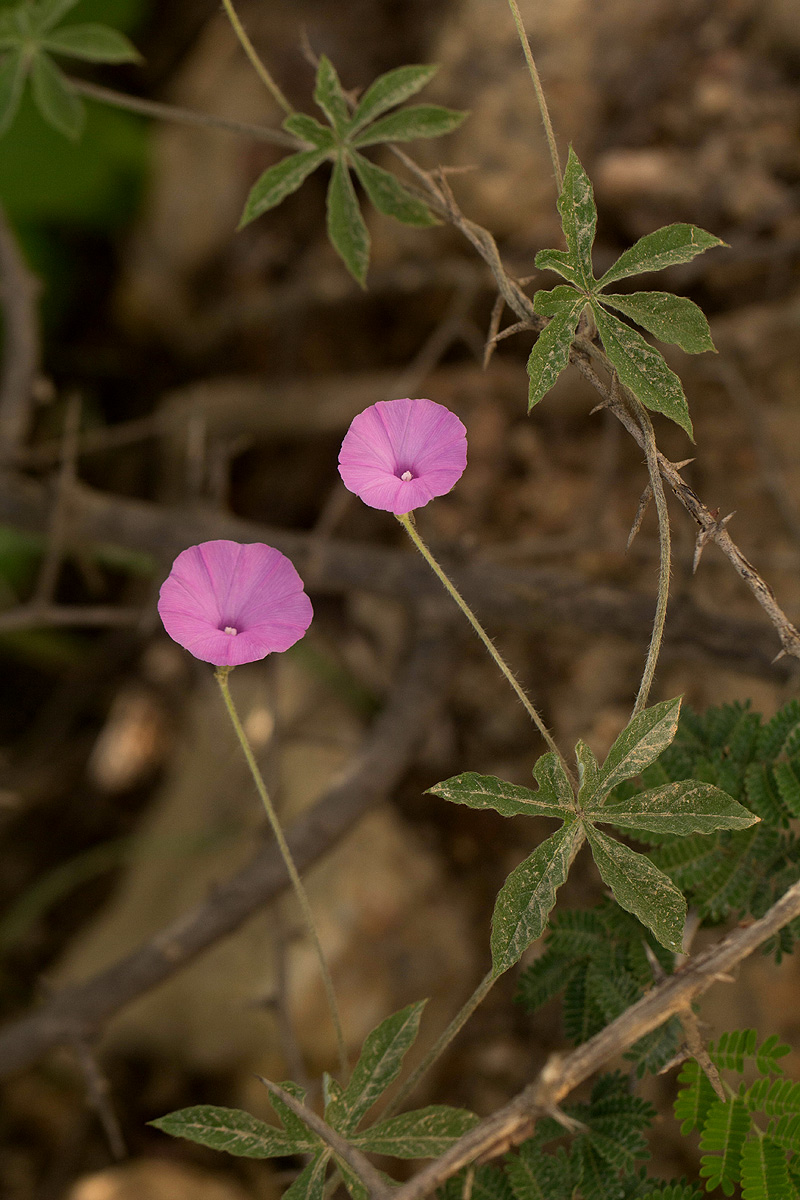 Ipomoea magnusiana