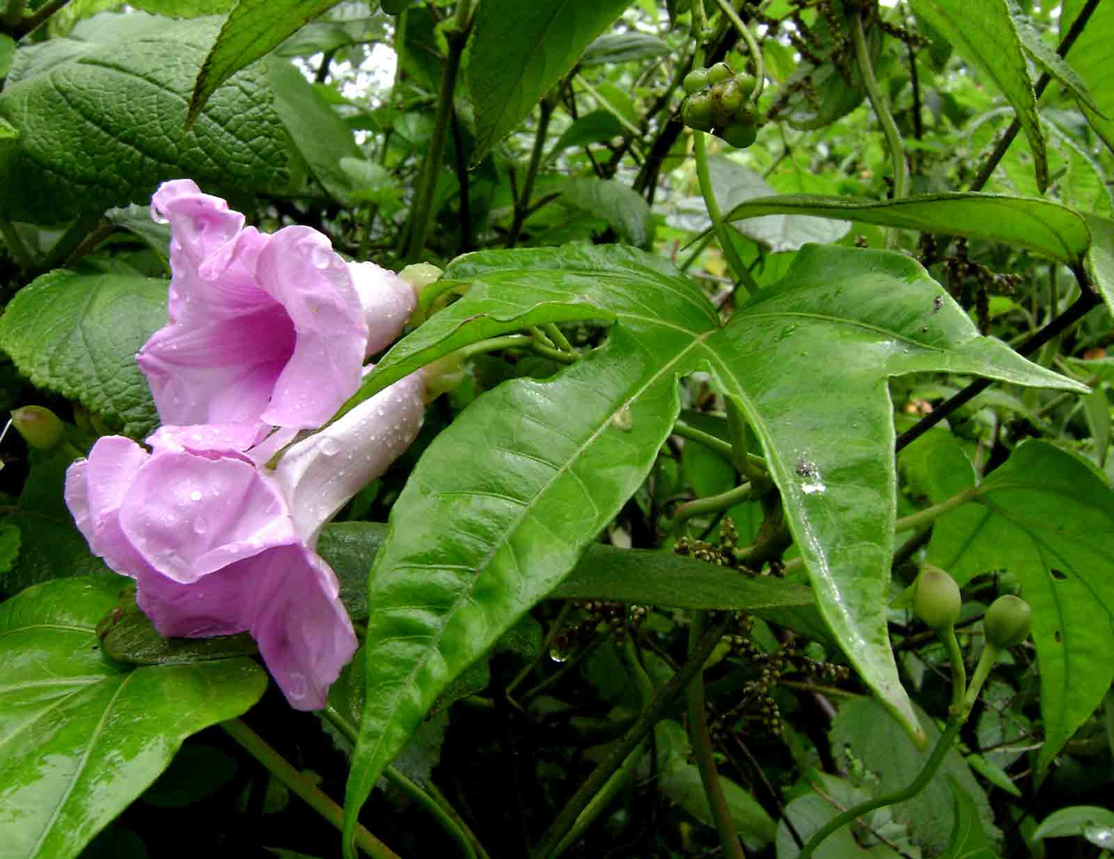 Ipomoea mauritiana Ipomoea mauritiana