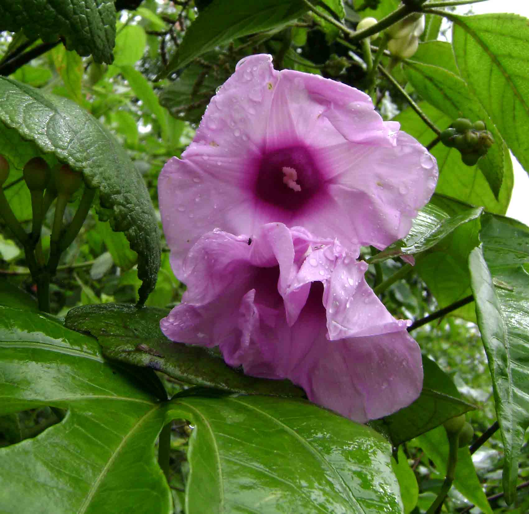 Ipomoea mauritiana