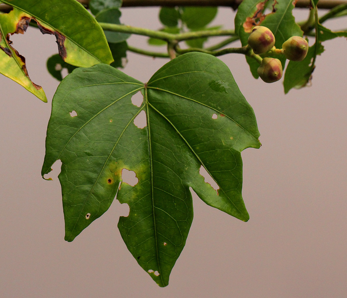Ipomoea mauritiana