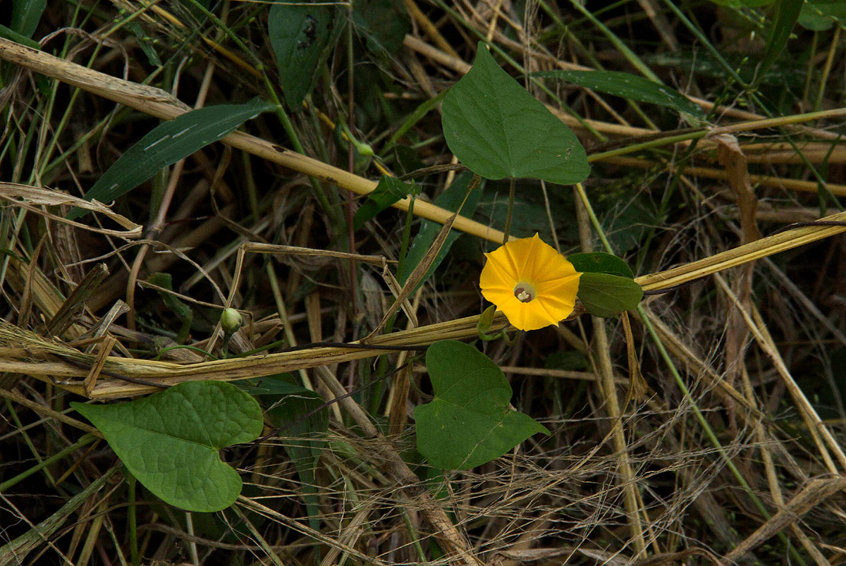 Ipomoea obscura var. obscura