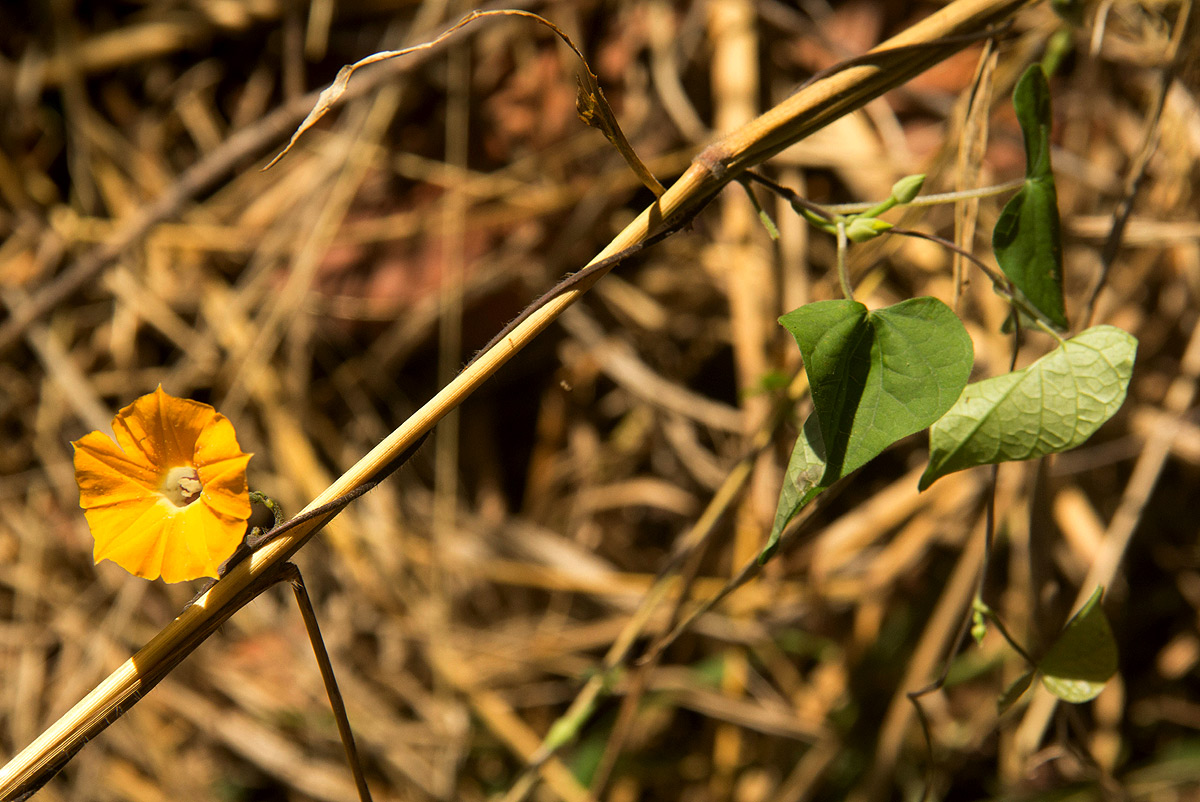 Ipomoea obscura var. obscura