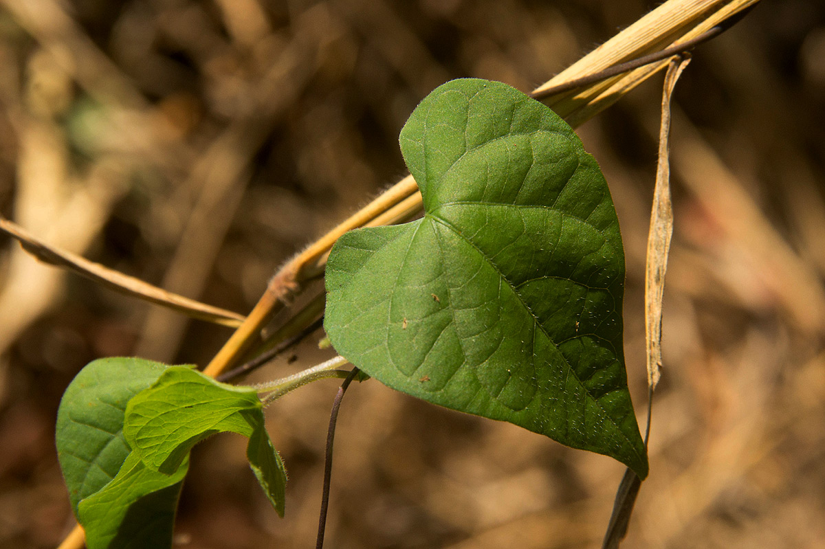 Ipomoea obscura var. obscura