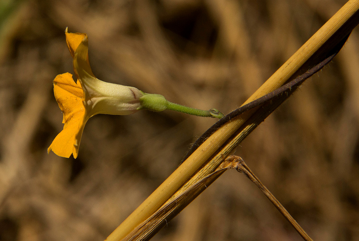 Ipomoea obscura var. obscura