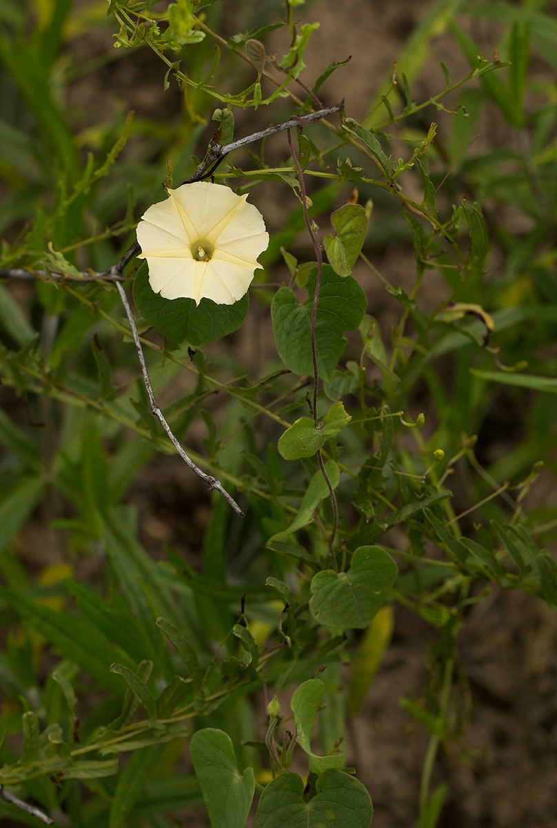Ipomoea obscura var. obscura