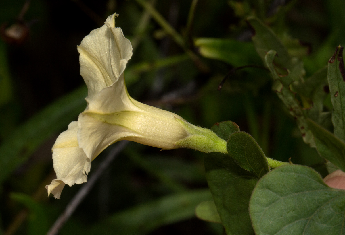 Ipomoea obscura var. obscura