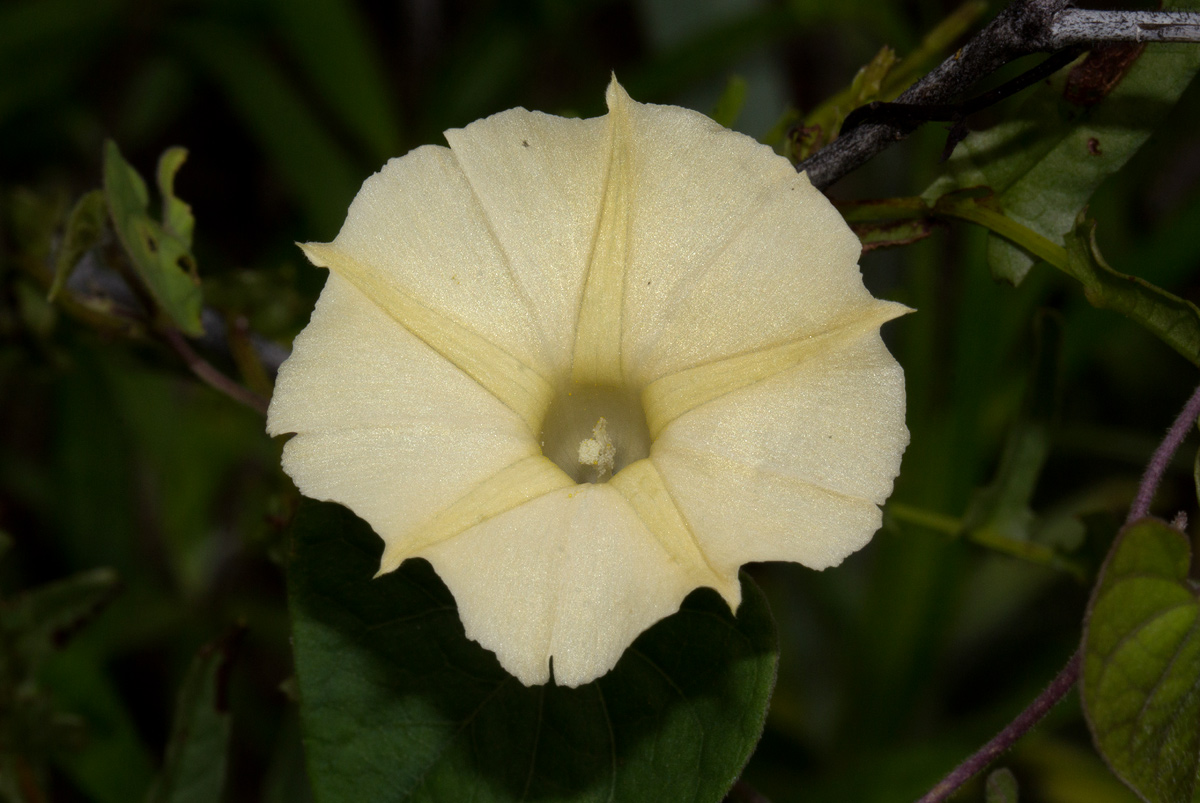 Ipomoea obscura var. obscura