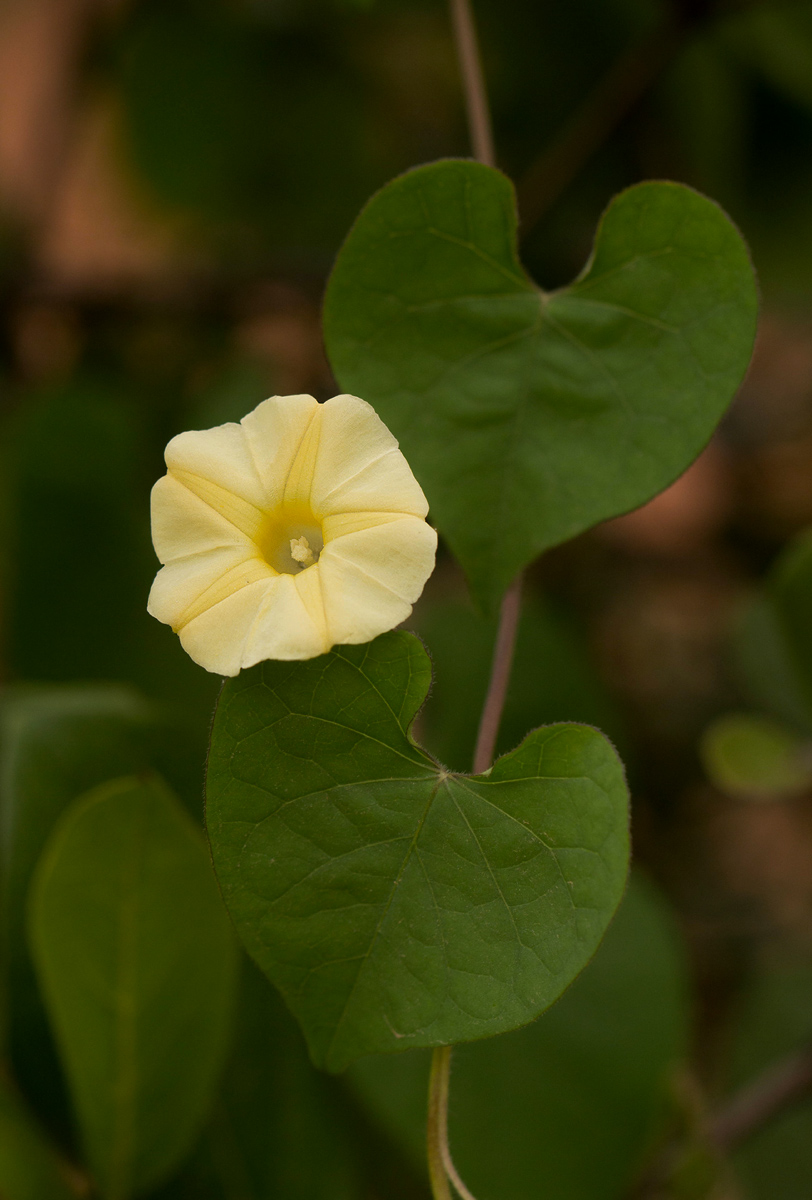 Ipomoea obscura var. obscura