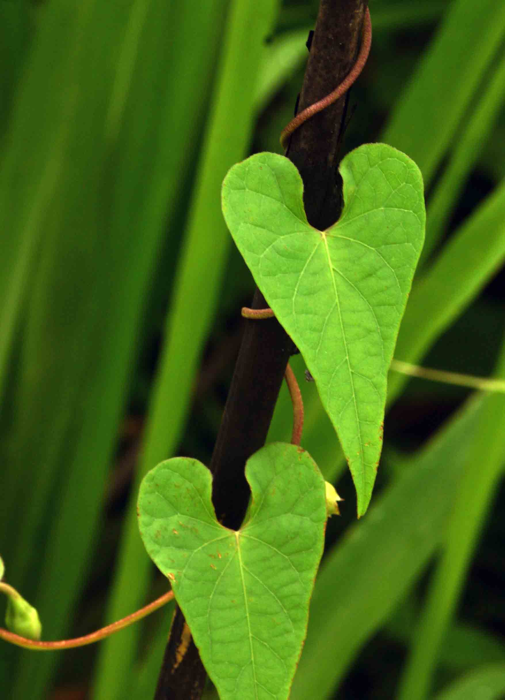 Ipomoea obscura var. obscura