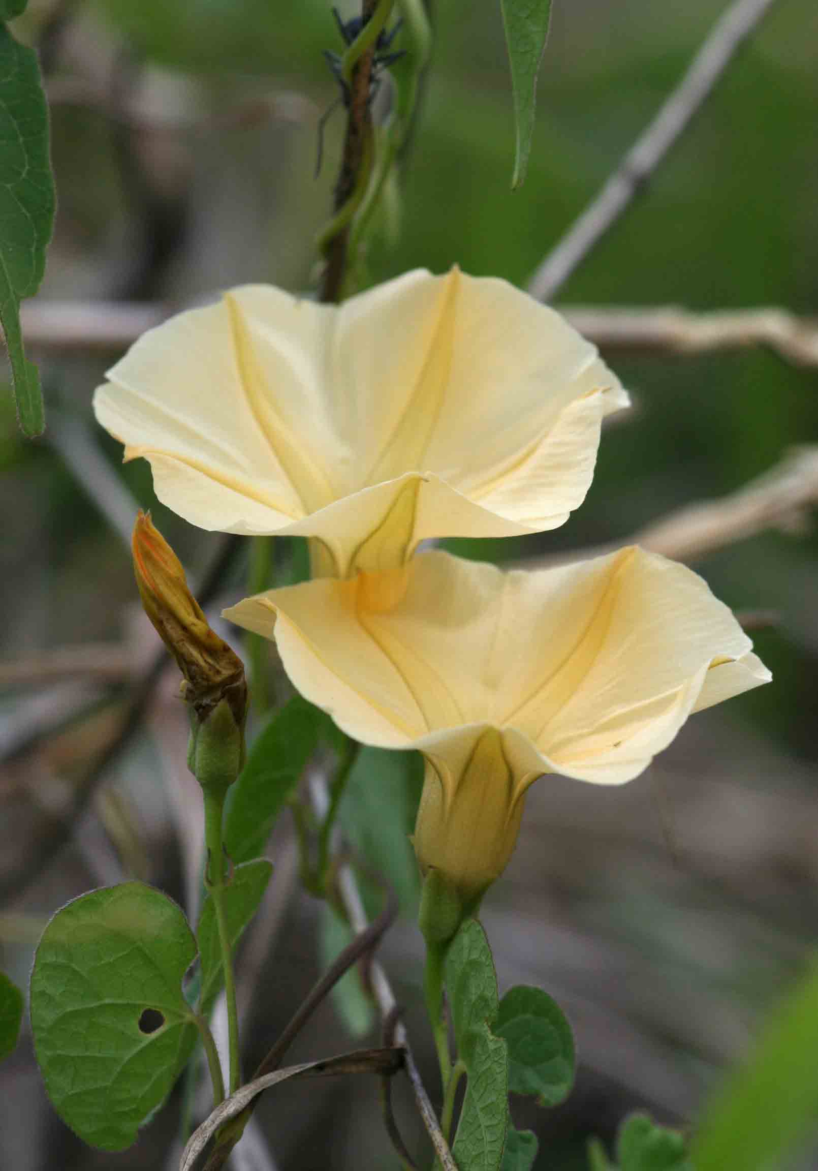 Ipomoea obscura var. obscura
