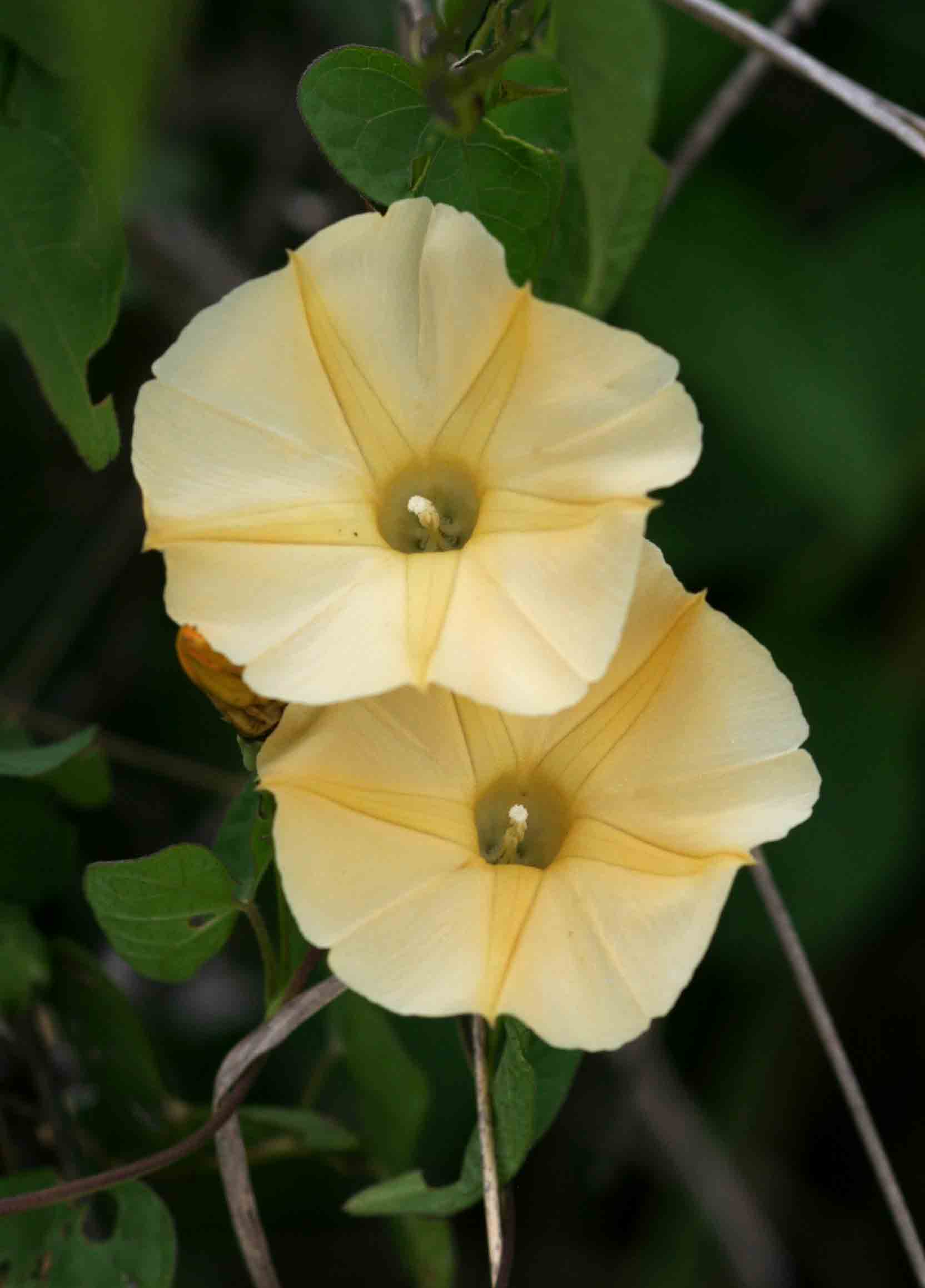 Ipomoea obscura var. obscura