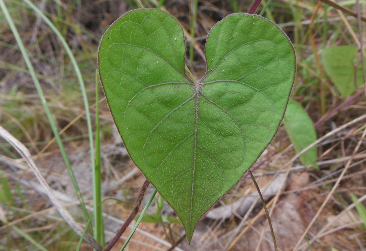 Ipomoea obscura var. obscura