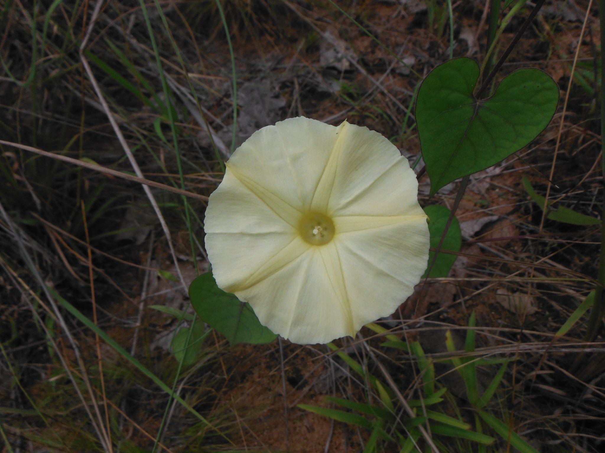 Ipomoea obscura var. obscura