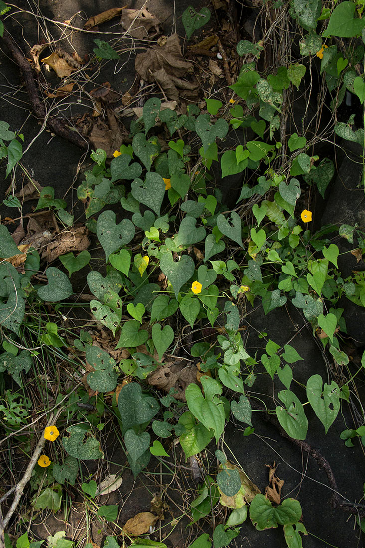 Ipomoea obscura var. obscura