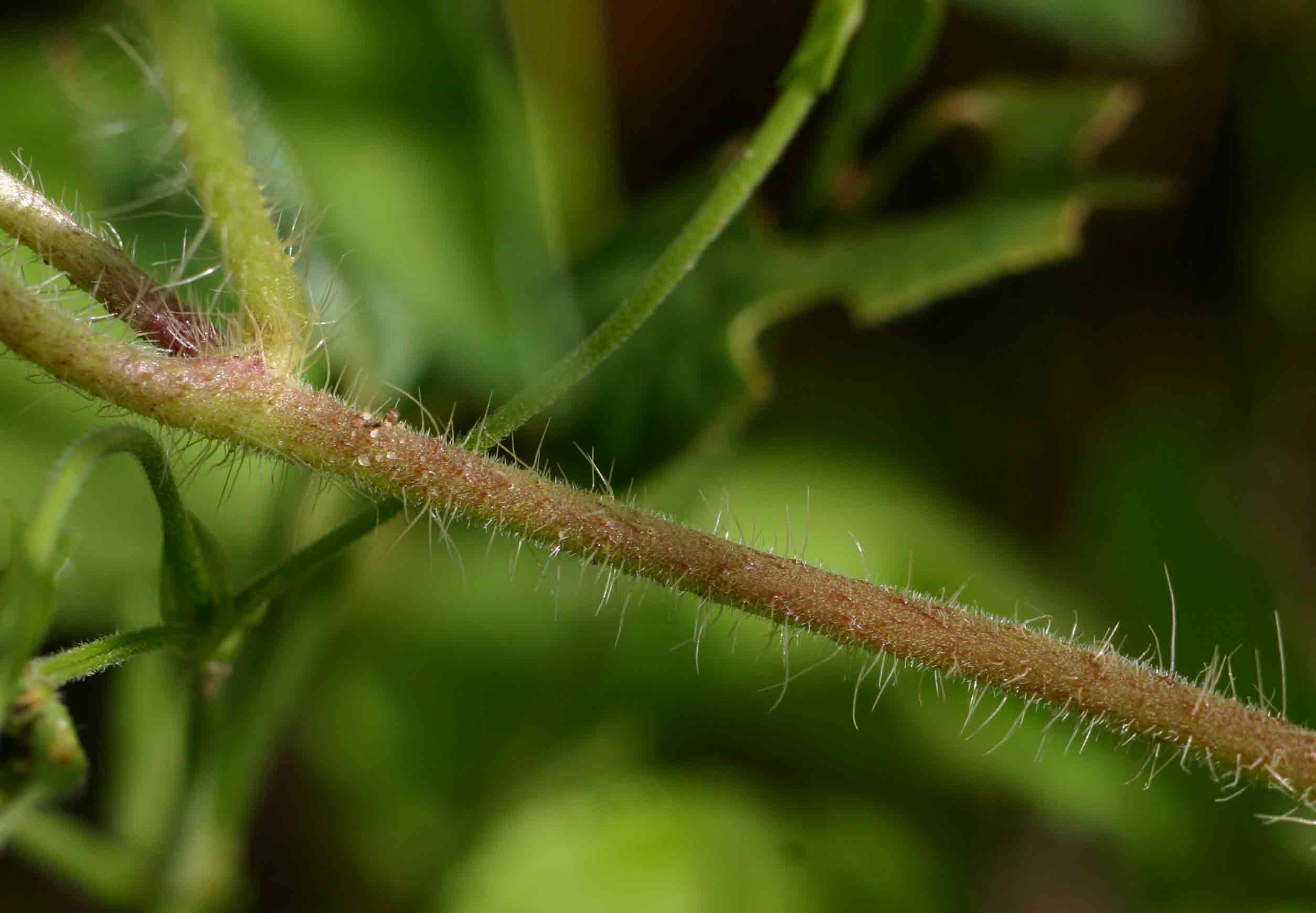 Ipomoea pes-tigridis var. pes-tigridis