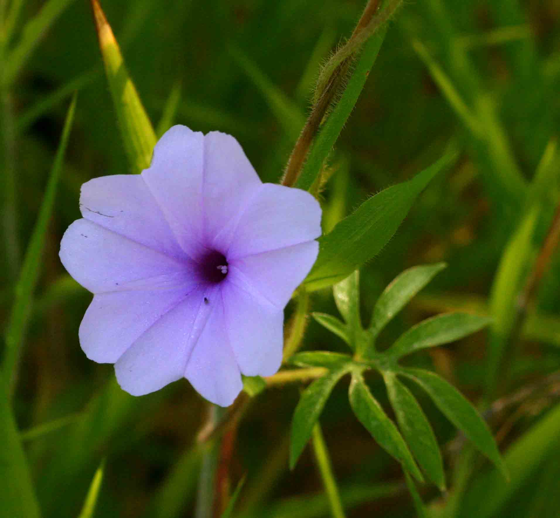 Ipomoea pes-tigridis var. pes-tigridis