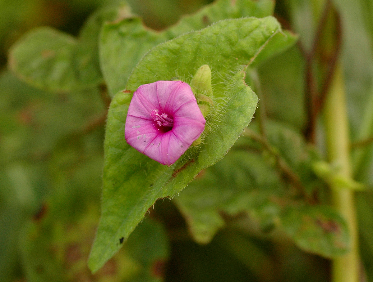 Ipomoea pileata Ipomoea pileata