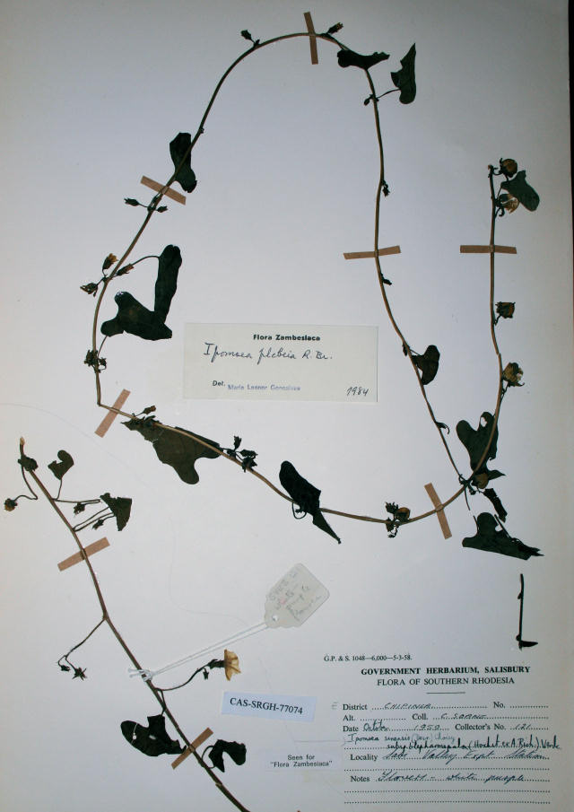 Ipomoea plebeia subsp. africana