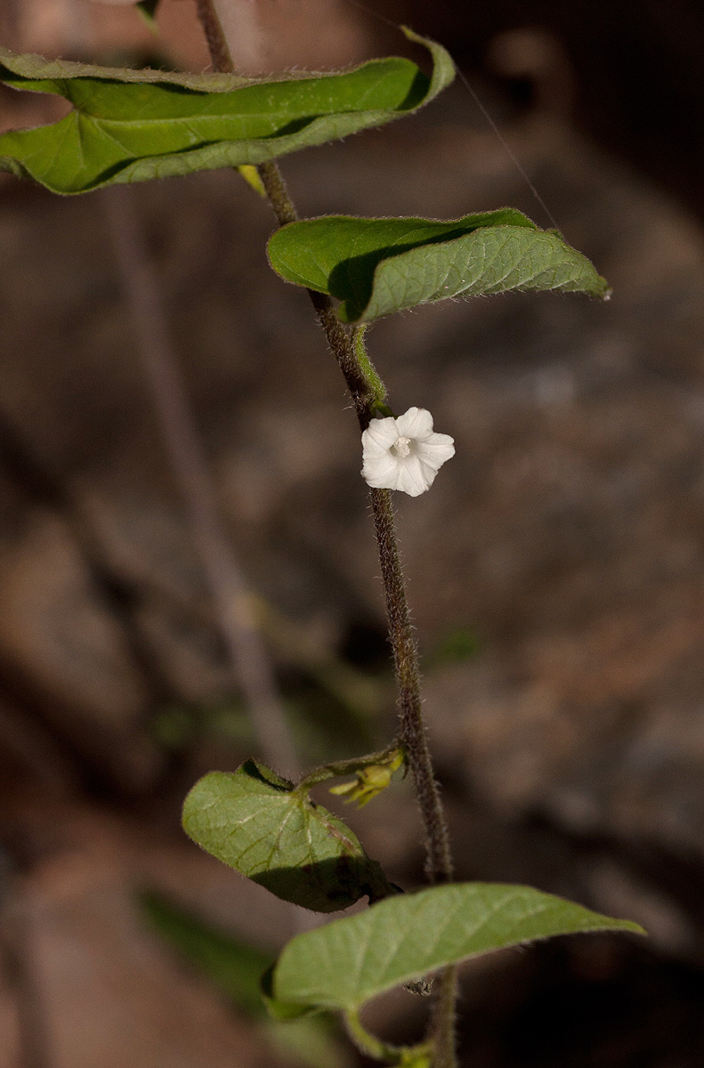 Ipomoea plebeia subsp. africana