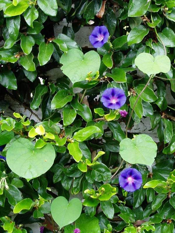 Ipomoea purpurea