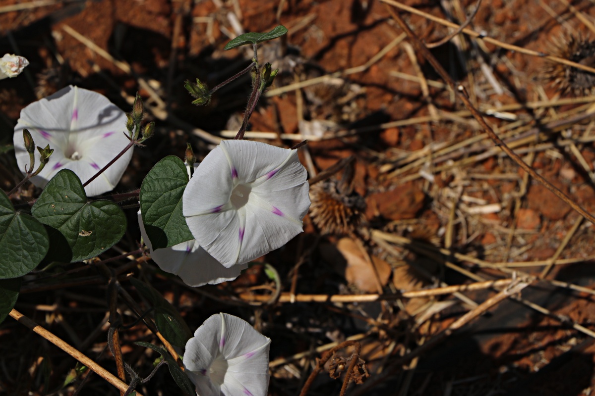 Ipomoea purpurea Ipomoea purpurea