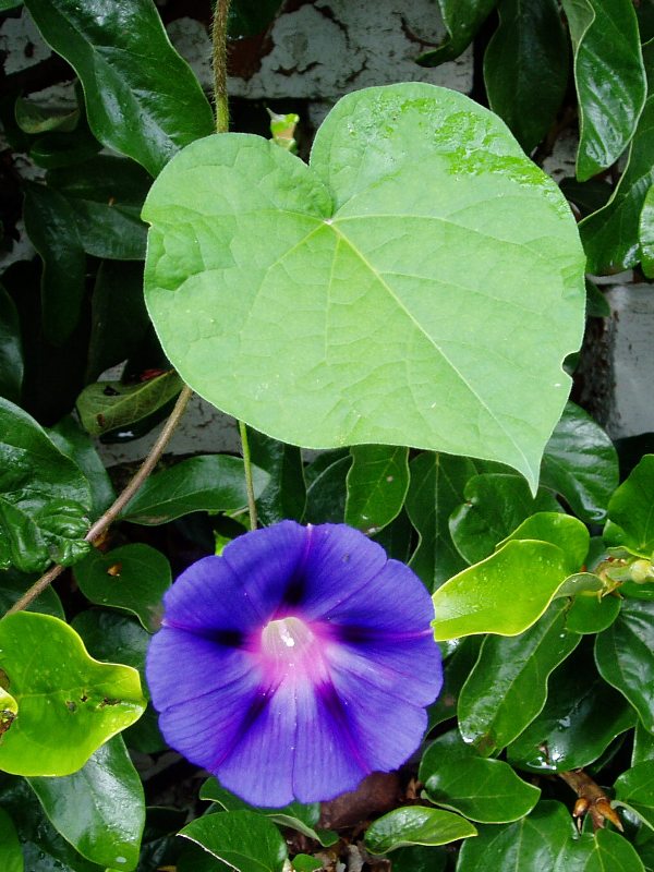 Ipomoea purpurea