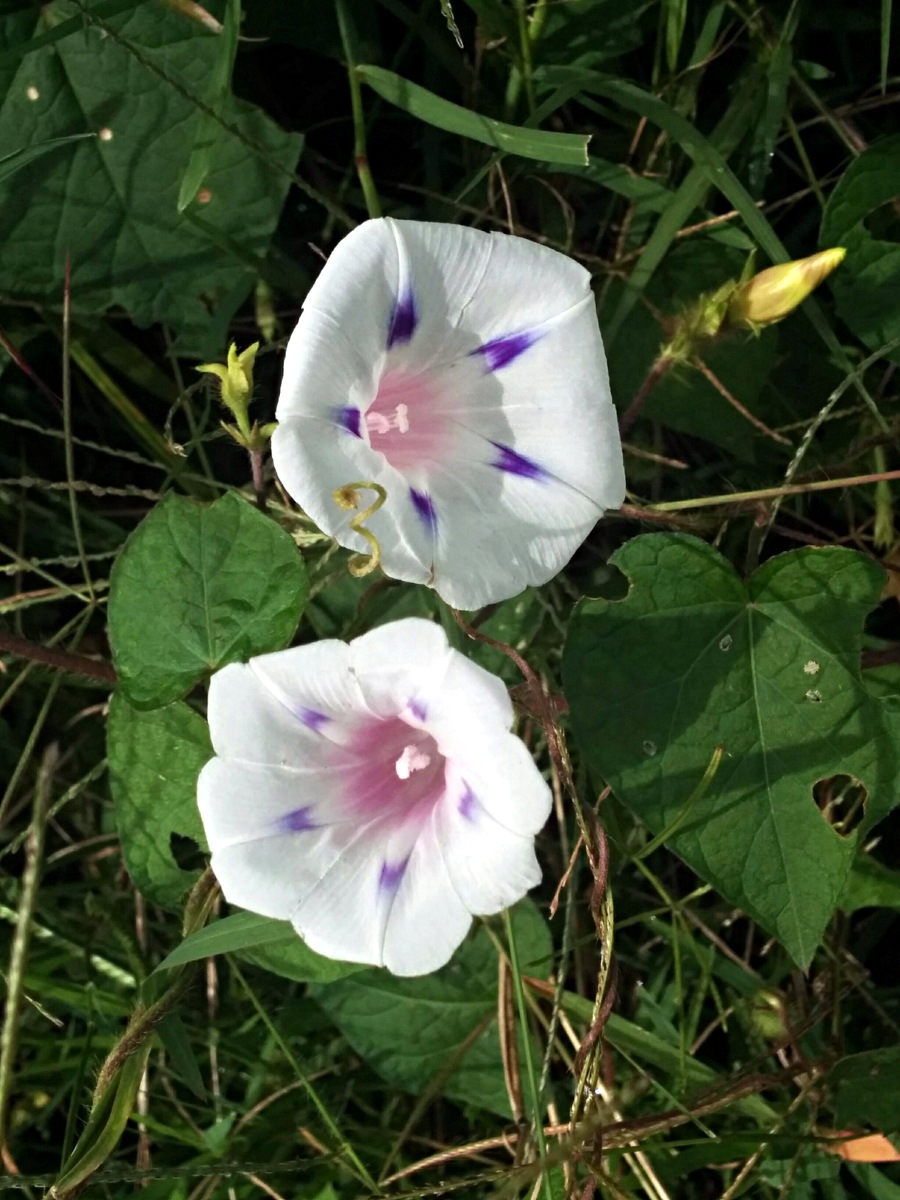 Ipomoea purpurea