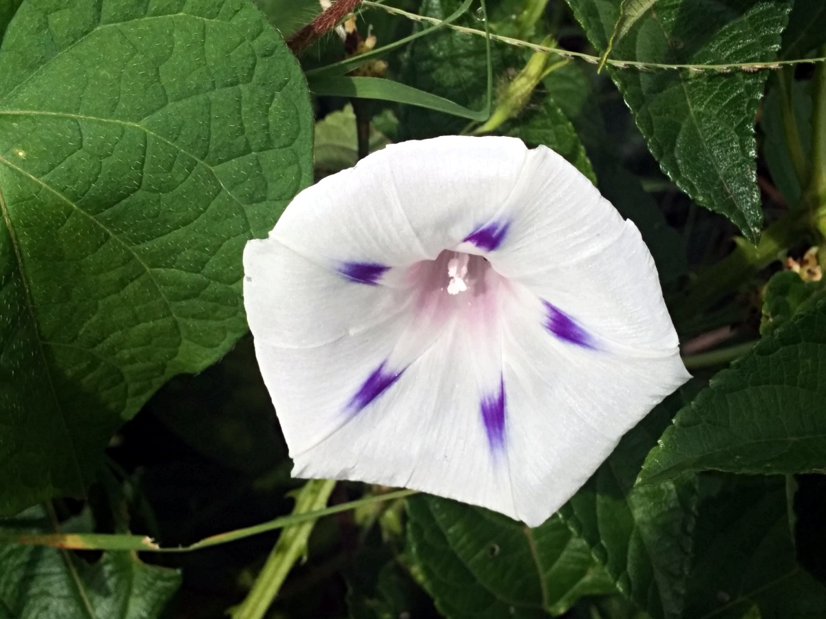 Ipomoea purpurea