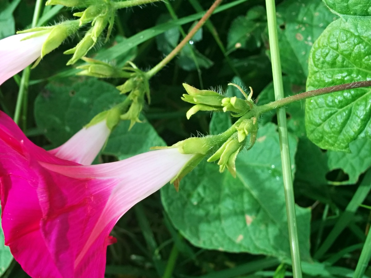 Ipomoea purpurea