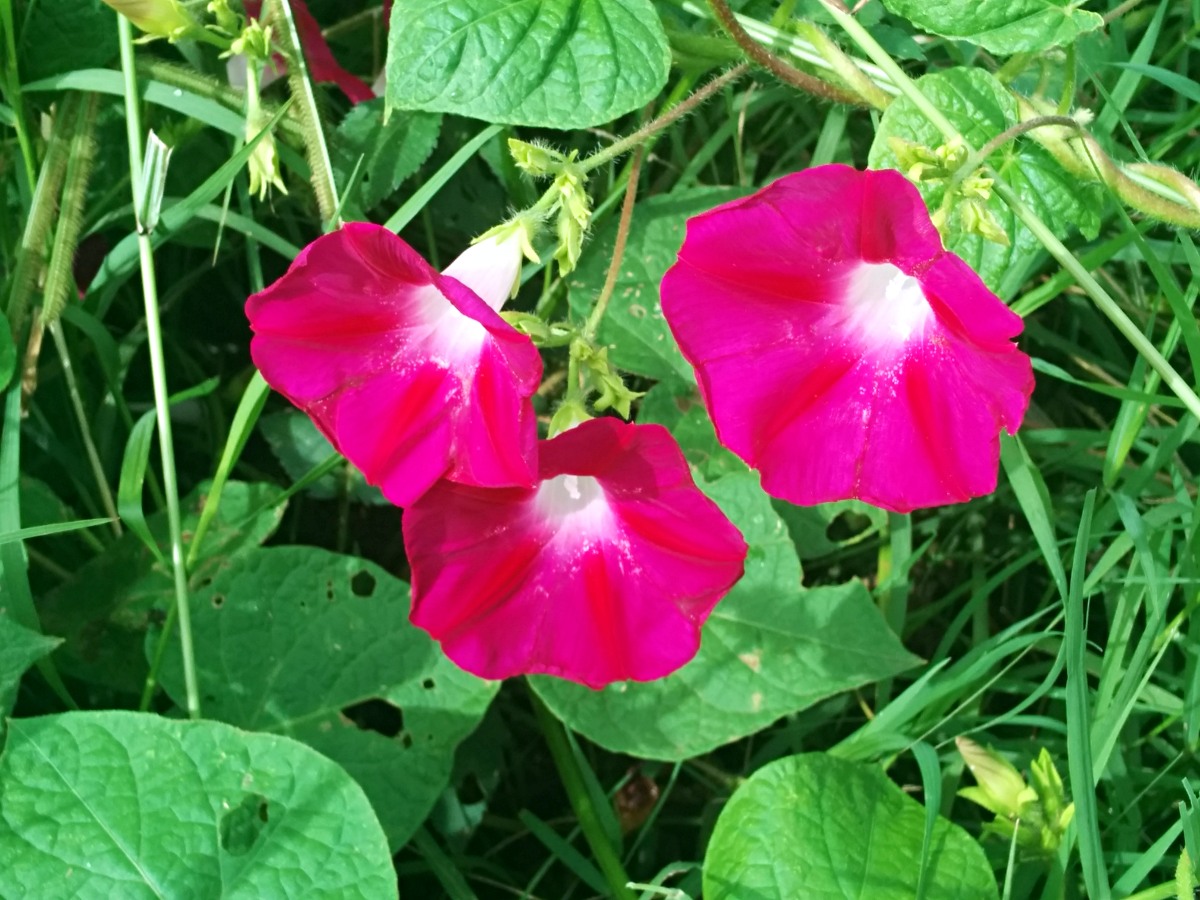 Ipomoea purpurea