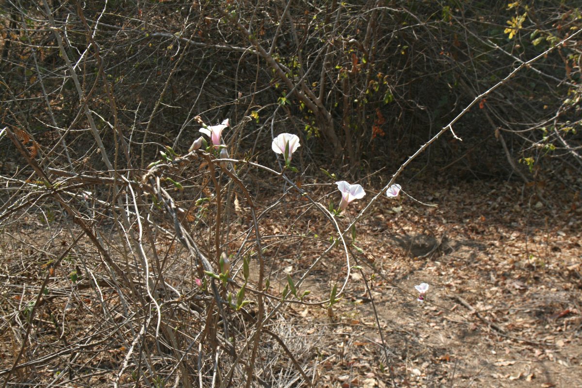 Ipomoea shirambensis