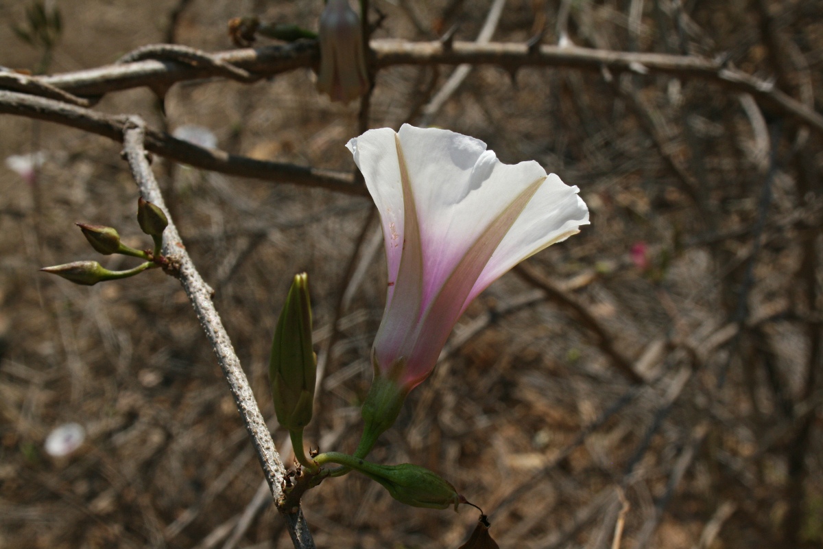 Ipomoea shirambensis Ipomoea shirambensis