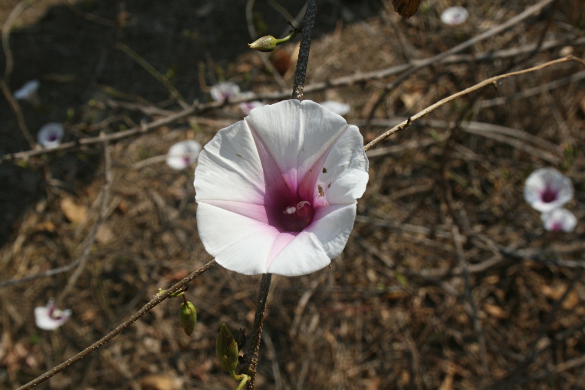Ipomoea shirambensis
