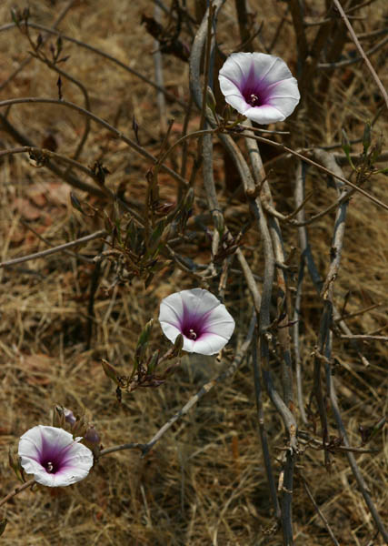Ipomoea shirambensis