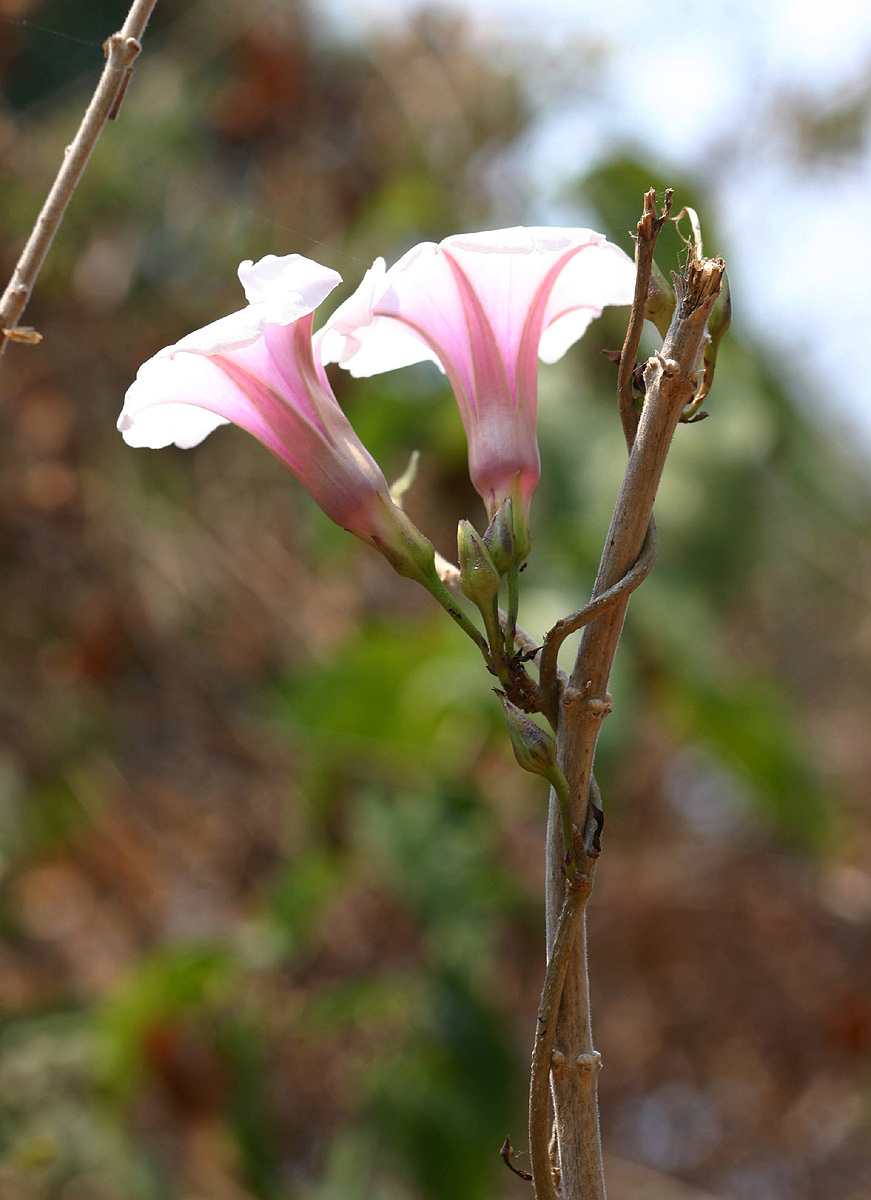 Ipomoea shirambensis