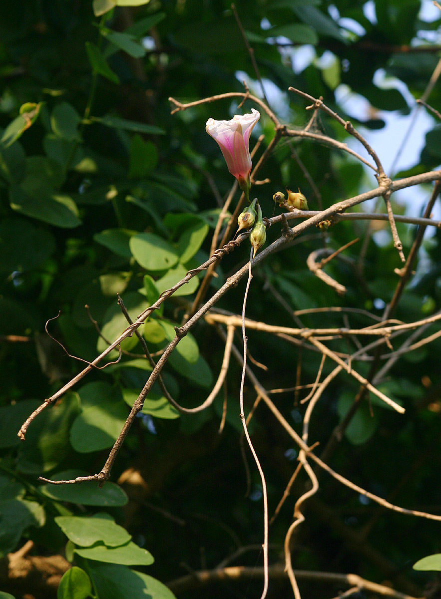 Ipomoea shirambensis