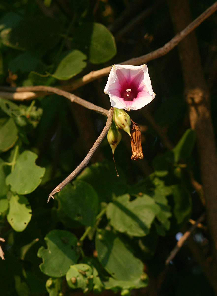 Ipomoea shirambensis