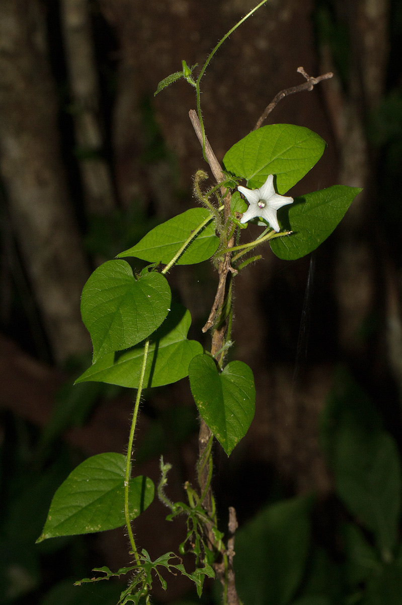 Ipomoea sinensis subsp. sinensis