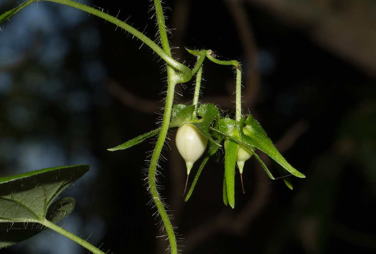 Ipomoea sinensis subsp. sinensis