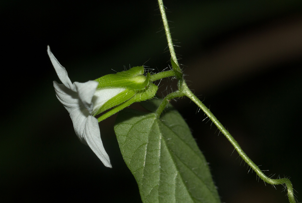 Ipomoea sinensis subsp. sinensis